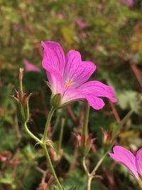 Close-up of pink flower blooming