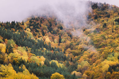 High angle view of trees in forest during autumn