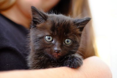Portrait of kitten on hand