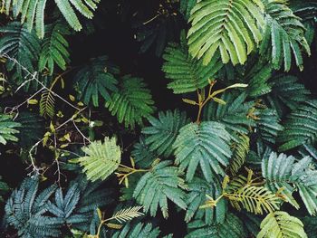 Full frame shot of green leaves