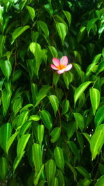 Close-up of pink flowering plant