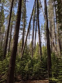 Low angle view of bamboo trees in forest