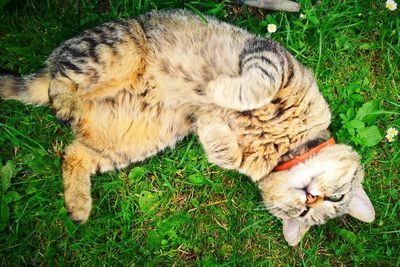 High angle view of cat lying on field