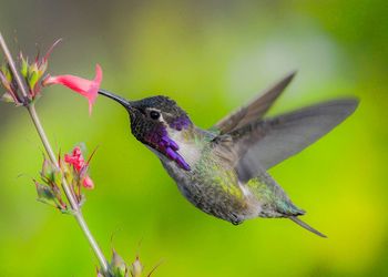 Close-up of bird flying