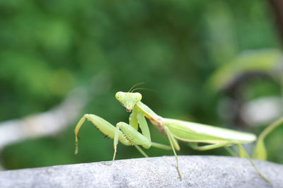 Close-up of insect on rock