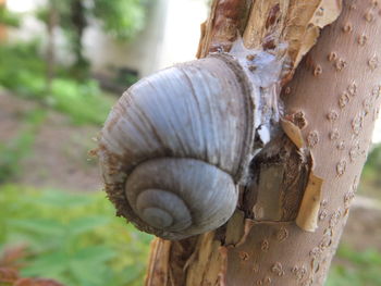 Close-up of snail