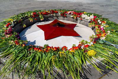 High angle view of flowers