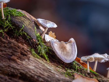 Close-up of mushroom on wood