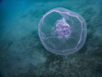 jellyfish