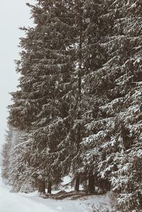 Trees against sky during winter