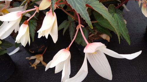 Close-up of white flowering plant