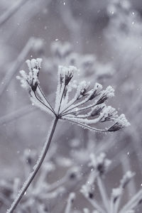 Close-up of frozen plant during winter