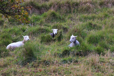 View of birds on field