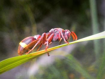 Close-up of insect on leaf