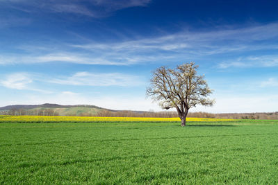 Bare tree on field against sky