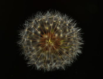 Close-up of flower over black background