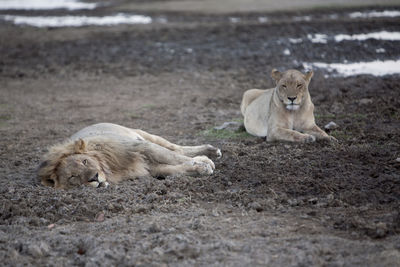 Lion lying on dirt road