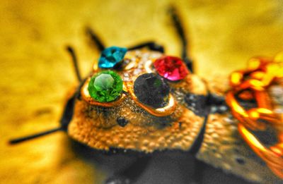 Close-up of yellow caterpillar