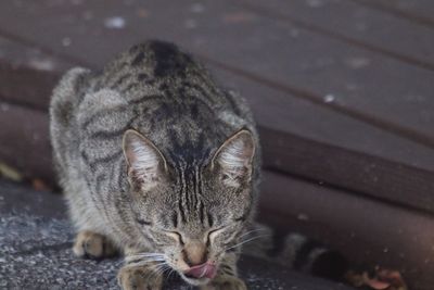 Close-up of tabby cat outdoors