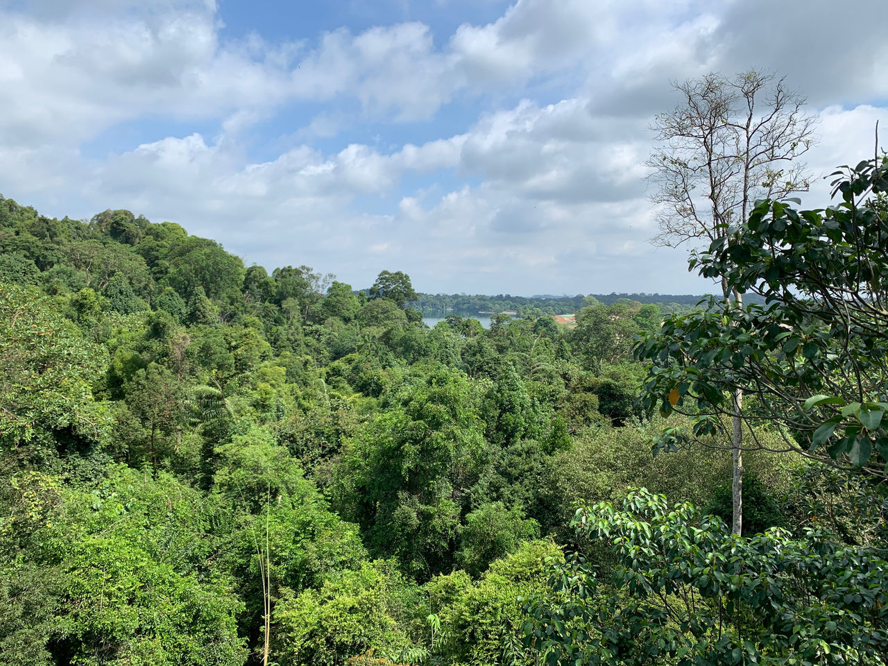 TREES AND PLANTS GROWING ON LAND