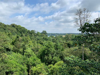 Scenic view of forest against sky