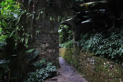 Plants in forest