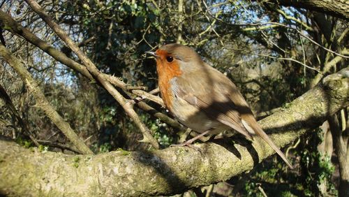 Low angle view of bird perching on tree