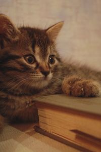 Portrait of cat relaxing on table