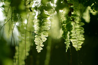 Close-up of fresh green leaves on plant