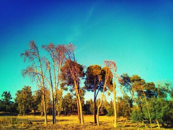 Trees on field against clear blue sky