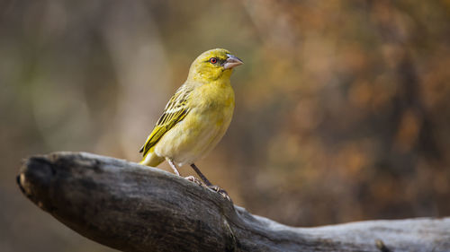 Close-up of bird perching on branch