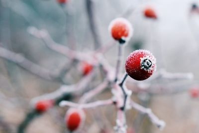 Close-up of frozen berries on tree