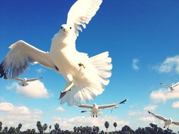 Low angle view of seagull flying against blue sky