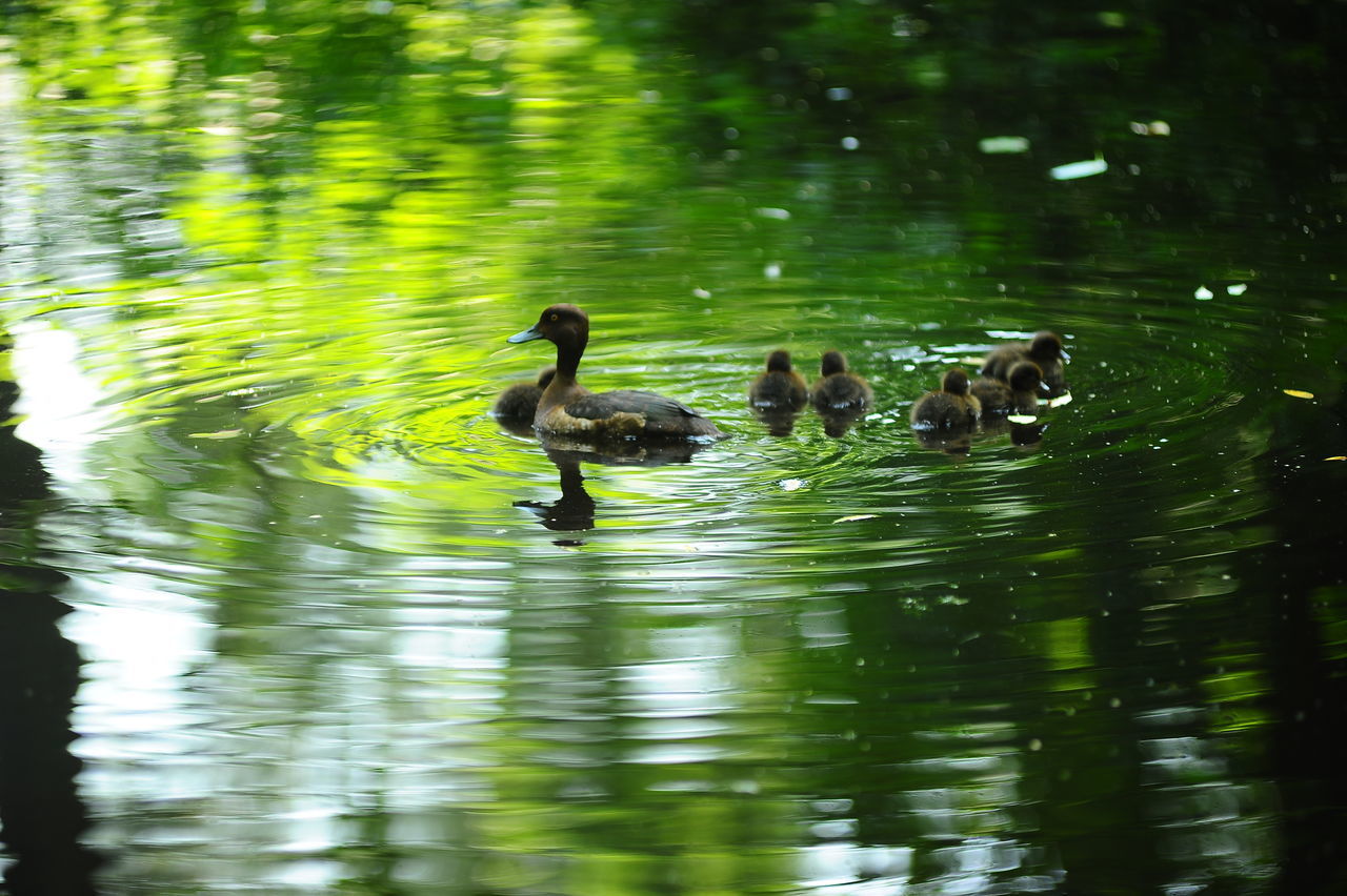 BIRDS SWIMMING IN LAKE