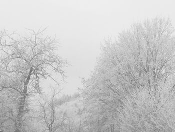 Low angle view of bare trees against sky