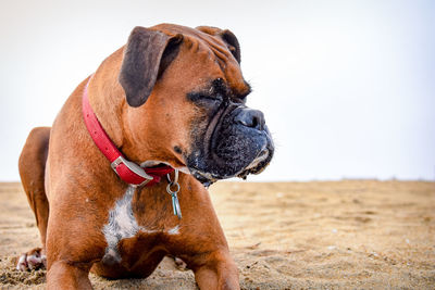 Close-up of a boxer-dog looking away