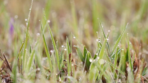 Close-up of wet grass on field during rainy season