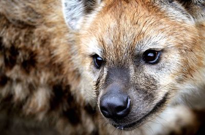 Close-up of hyena looking away