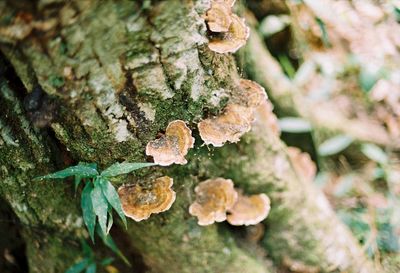 Close-up of tree