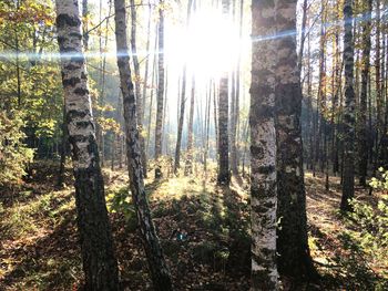 Sunlight streaming through trees in forest