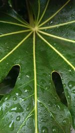 Close-up of water drops on leaves