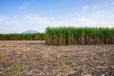 Crops growing on field against sky