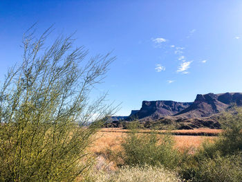 Plants growing on land against blue sky