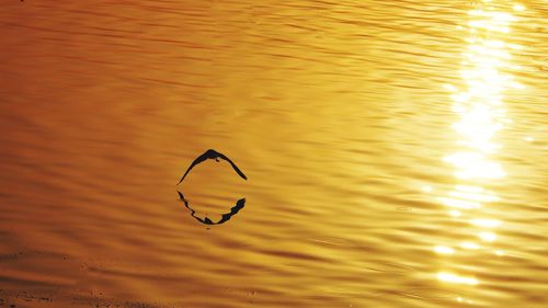 High angle view of orange leaf in lake