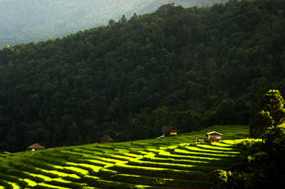 Scenic view of agricultural field