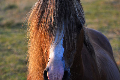 Close-up of a horse