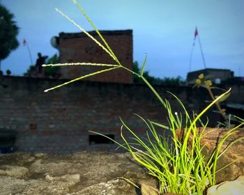 Close-up of plant against sky