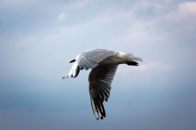 Low angle view of seagull flying