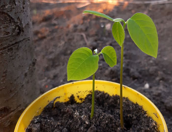 soil