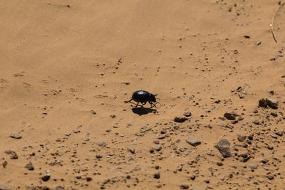 View of a spider on beach